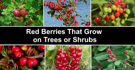 Are Red Berries From Trees Poisonous To Dogs