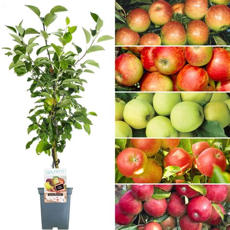 Buy Family Apple Patio Fruit Tree | Five Manually Grafted Varieties | 2 ...