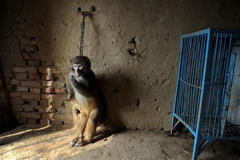 Are Our Zoos Cruel To Animals? | Vrritti | Blog