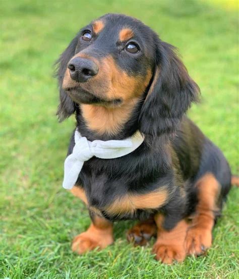 Long-Haired Miniature Dachshund: The Ultimate Purebred Icon