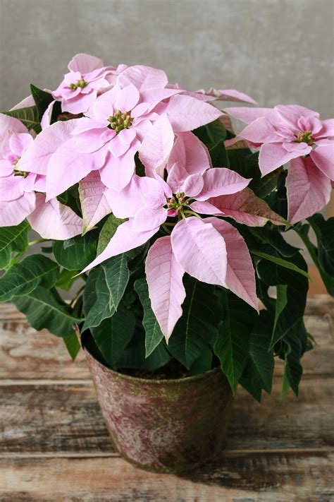 10 Poinsettia Points to Ponder - Plantscapers