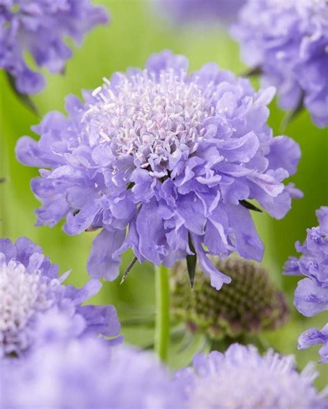 SPECIAL DEAL - Scabiosa Columbaria Blue Note - Butterfly Blue Pincushion Flower Scabious ...