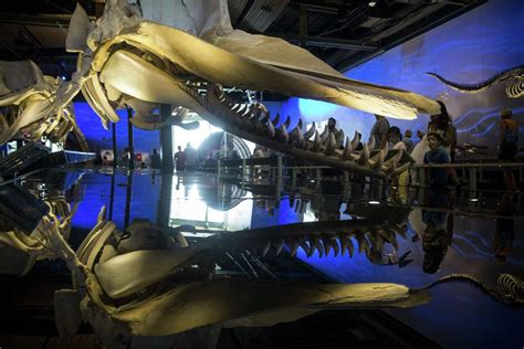 ‘Whales’ exhibit makes big impression at Witte Museum