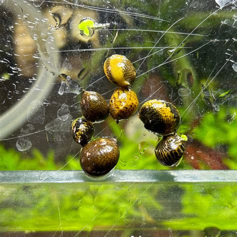 Nerite Snails - JustFishyThing