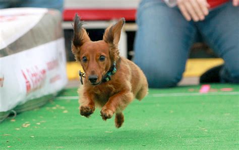 Weiner Dog Race – Southlake Chamber of Commerce