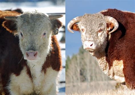 How to Go From Straight to Curved Horns on Cattle - Ranching with Kids