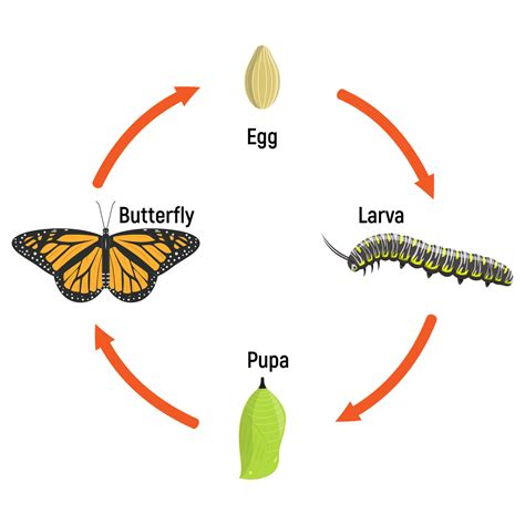 Butterfly life cycle metamorphosis, vector illustration. Education ...