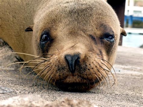 Galápagos Sea Lion – "OCEAN TREASURES" Memorial Library