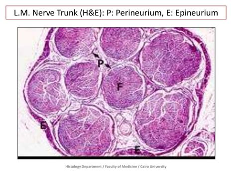 Nervous Tissue - Prac. Histology