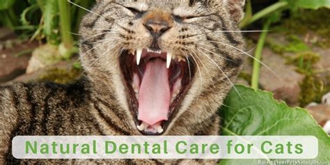 Cat Teeth Cleaning, Cat Dental Care and How to Brush Your Cat's Teeth - Raising Your Pets ...