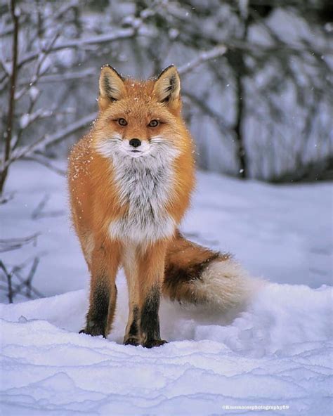 What Is a Female Fox Called? - Learn About Nature