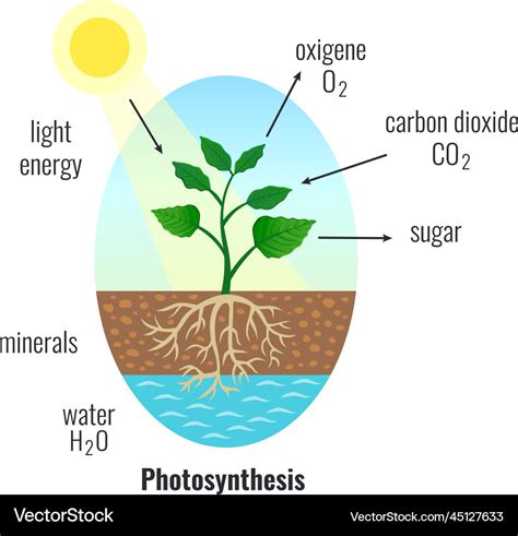 Photosynthesis biological process composition Vector Image