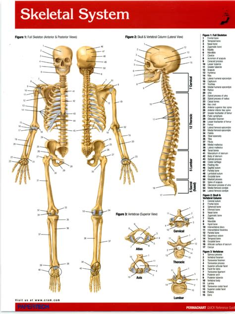 Skeletal System - Potato Salad