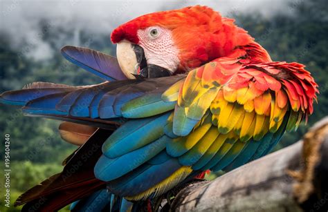 Amazon Jungle Parrot Stock Photo | Adobe Stock