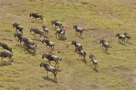 Wildebeest Migration Kenya Masai - Free photo on Pixabay