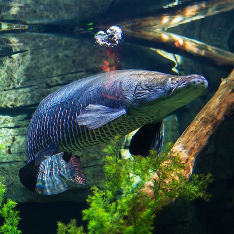 Arapaima - The Living Planet Aquarium