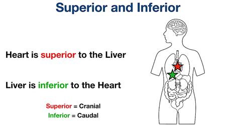 Anatomical Position And Directional Terms: Definitions,, 54% OFF