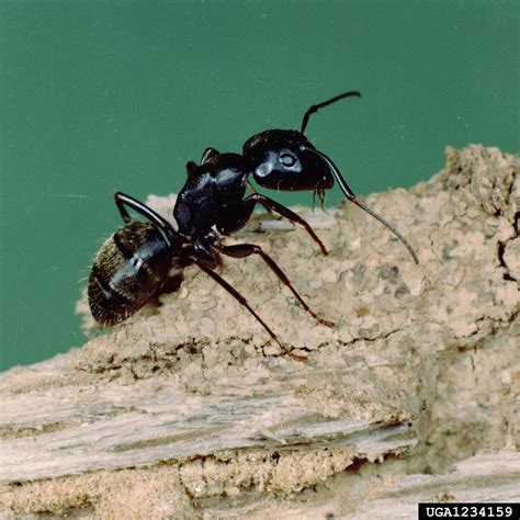 black carpenter ant (Camponotus pennsylvanicus)