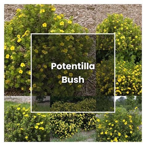 How to Grow Potentilla Bush - Plant Care & Tips | NorwichGardener