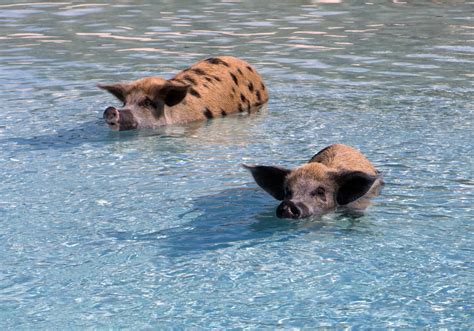 The Swimming Pigs Of The Exumas