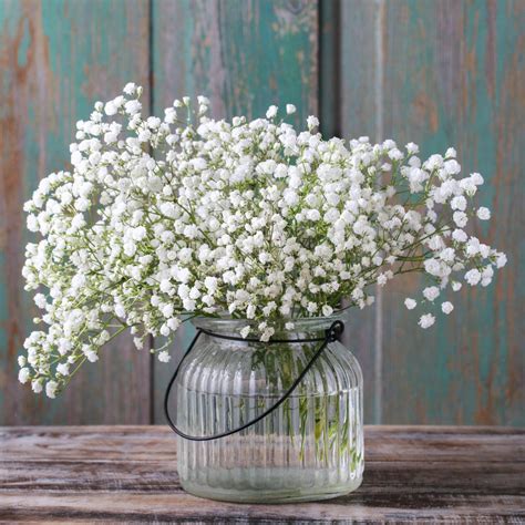 Buy Gypsophila Baby's Breath Online - Easy to Grow Bulbs – Easy To Grow ...