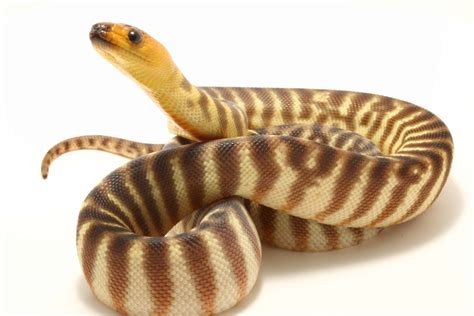 Woma Python Care: Setup, Temperament, Size,, 49% OFF