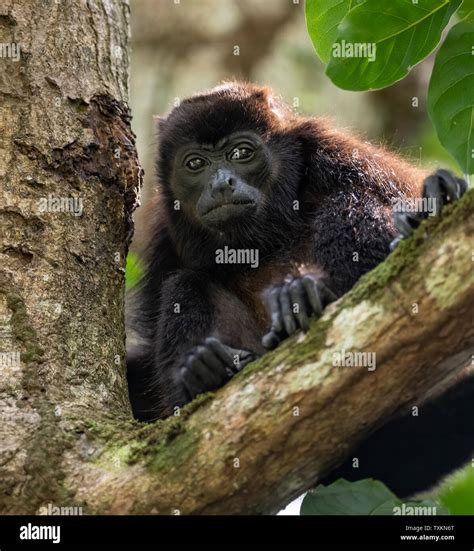 Howler Monkey in Costa Rica Stock Photo - Alamy