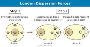 London Dispersion Forces: Definition, Causes, & Examples