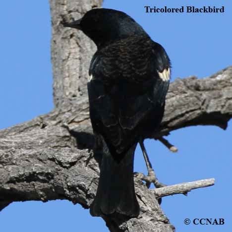 Tricolored Blackbird (Agelaius tricolor) - TRBL