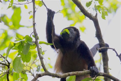 Visit Tortuguero: Best of Tortuguero Tourism | Expedia Travel Guide