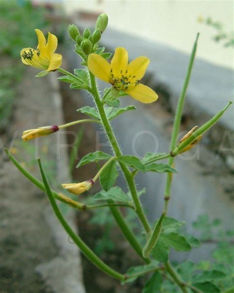 Cleome viscosa ~ Everything You Need to Know with Photos | Videos