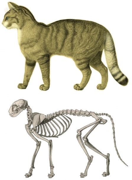 Cat Anatomy | Best Diagram Collection