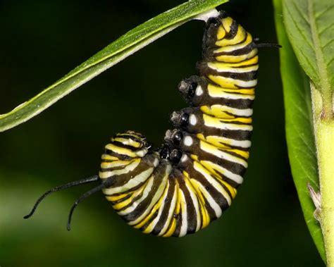 Monarch Caterpillar J-Shape | This Monarch caterpillar readi… | Flickr