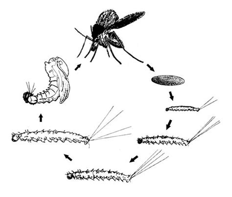 Sand Fly Life Cycle