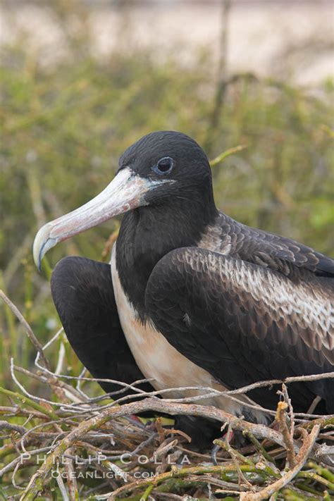 Magnificent Frigatebird Photo, Stock Photograph of a Magnificent Frigatebird, Fregata ...