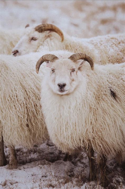 Iceland Sheep Photo // Western Icelandic Farm Life // Picture - Etsy Israel