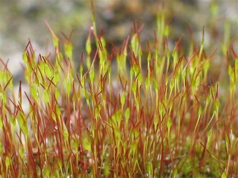 Sporophyte