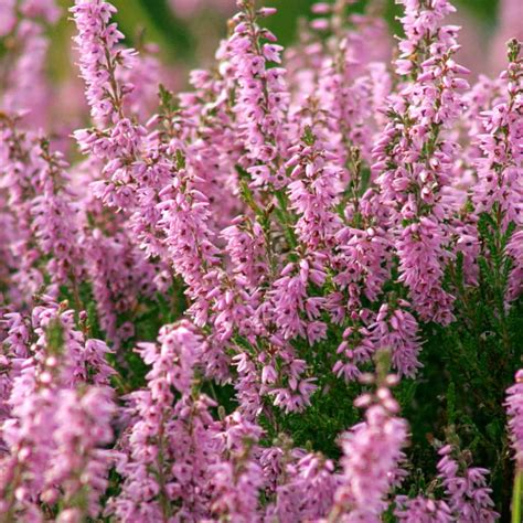 Calluna - Planting, Growing and Care