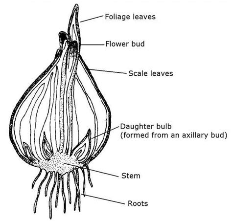 3. Botany | NC State Extension Publications in 2021 | Growing bulbs ...