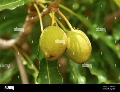 Fruits of the Karité tree / Shea butter tree Stock Photo - Alamy