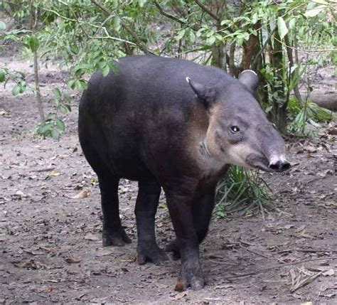 Baird's tapir is primarily under threat from habitat loss throughout ...