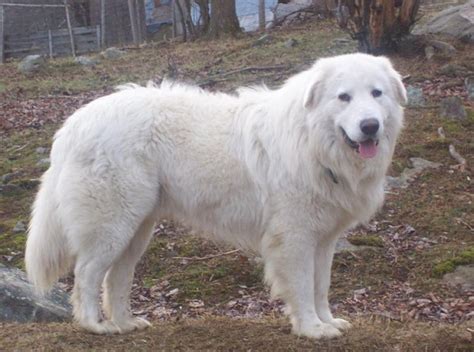 Maremma Sheepdog Info, Temperament, Training, Puppies, Pictures