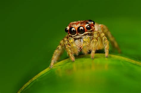 The Mirror: Fantastic Spider Photography (Four Sets of Eyes)