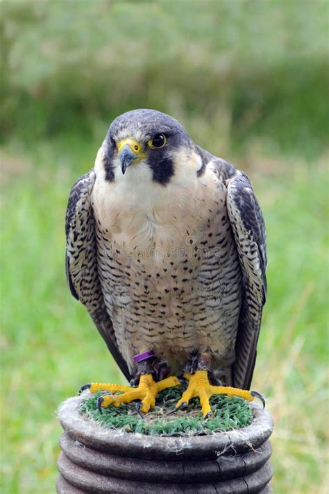 Peregrine Falcon - Bird of Prey - Resting on Stand Stock Image - Image of perch, falcon: 44053193