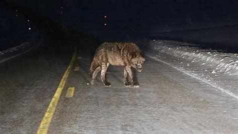 Some Called this a Werewolf Captured on Video in Yellowstone Park