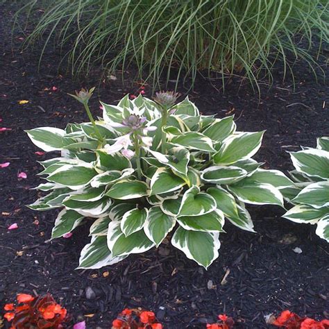 Patriot Hosta, Dark Green & White Leaves, Lavender Summer Flowers, Live ...