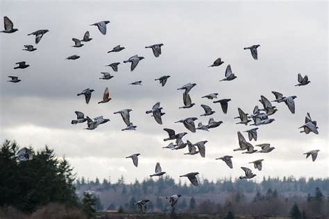 Pigeon Flocks Follow the Leader | BirdNote