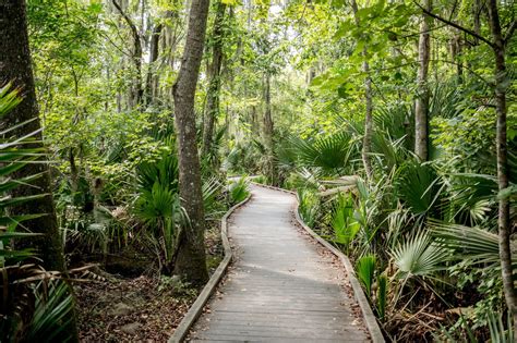 Jean Lafitte National Park a New Orleans Swamp | National parks, Louisiana travel, Great basin ...