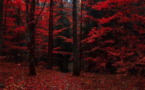 Autumn Forest Wallpapers - 4k, HD Autumn Forest Backgrounds on WallpaperBat