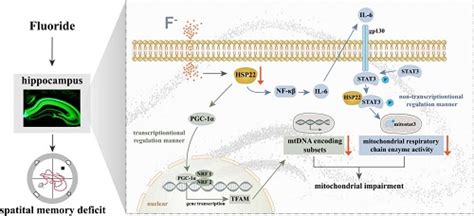 The mechanism of spatial memory impairment caused by long-term low-dose and high-fluoride ...